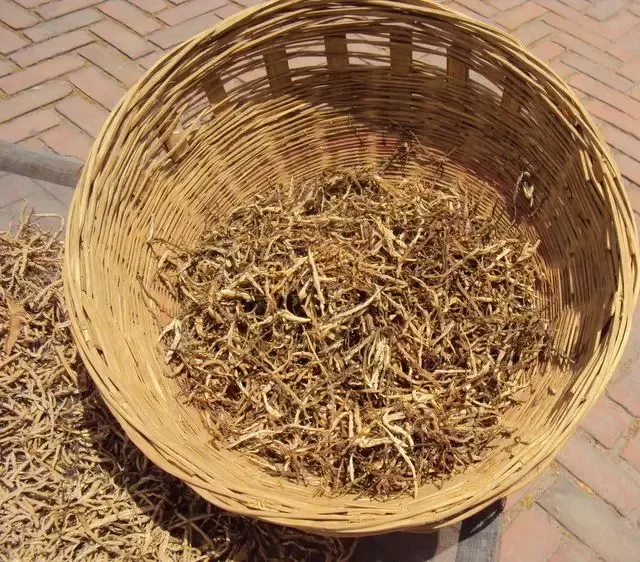 summer-impressions bodyImage